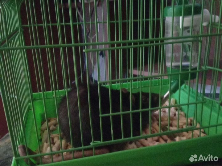 Крыса с клеткой