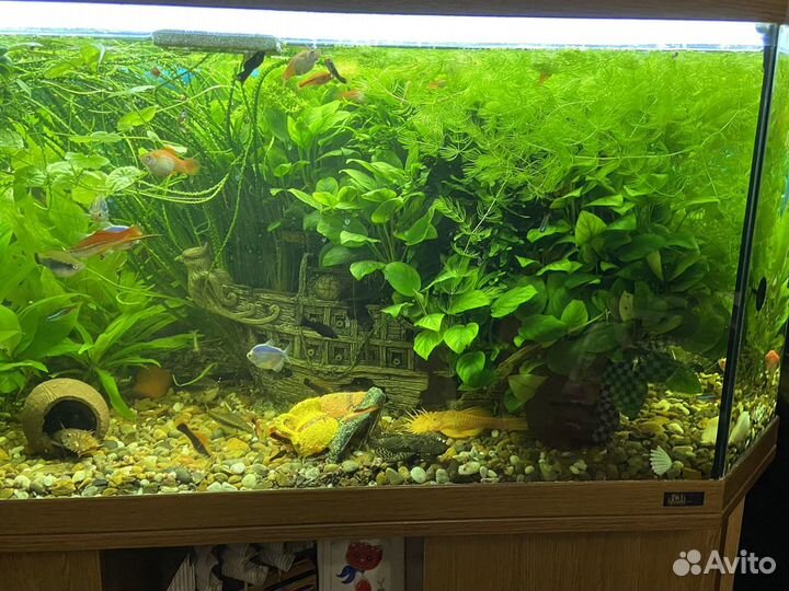 Аквариум juwel 220