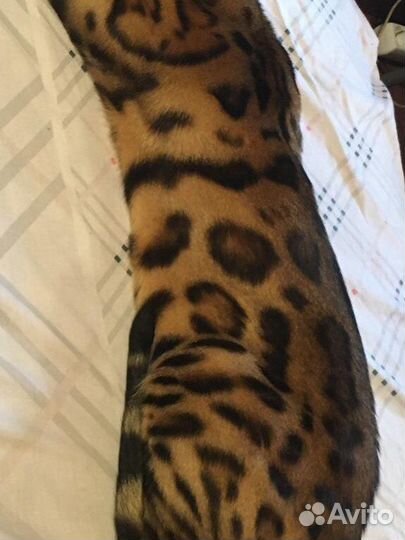 Вязка с бенгалом