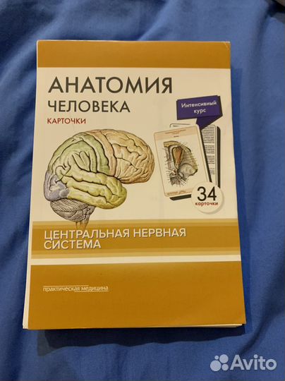 Анатомия человека. Центральная нервная система