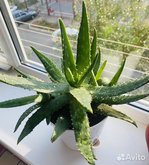 Алоэ бесплатно