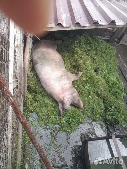 Хряк на племя