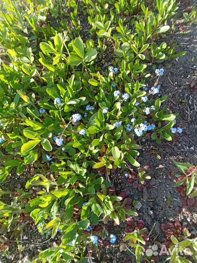 Многолетние цветы