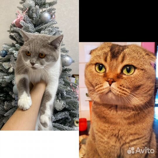 Британские котята