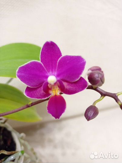 Орхидея фаленопсис