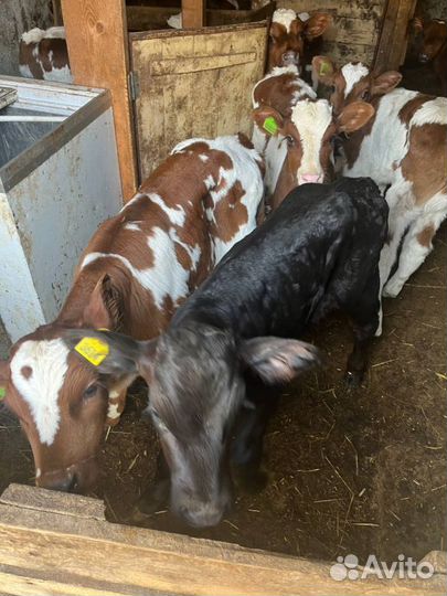 Телята бычки скот с доставкой до двора
