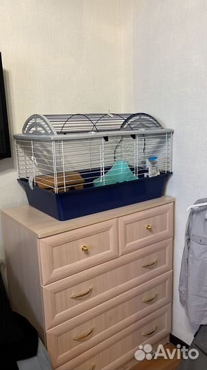 Морская свинка с клеткой