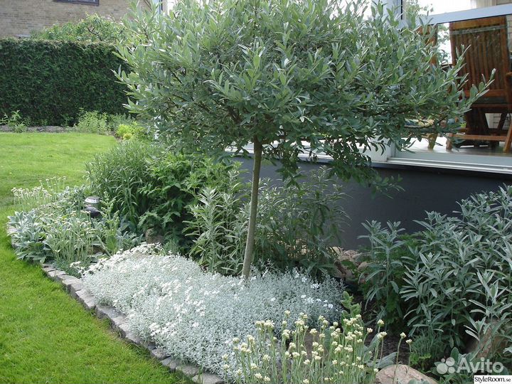 Лох серебристый