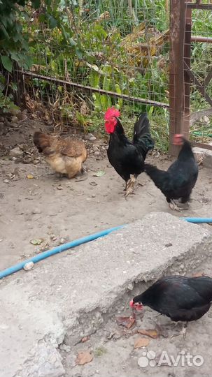 Декоративные птицы