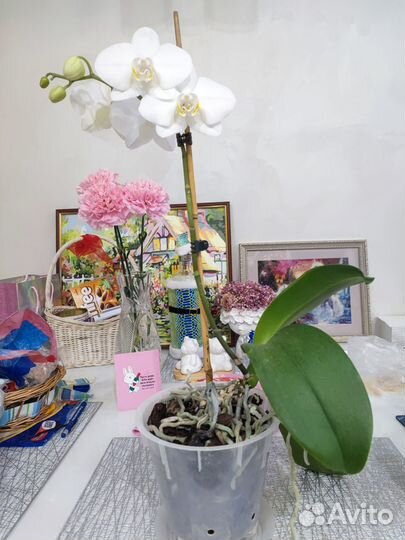 Орхидея фаленопсис белая