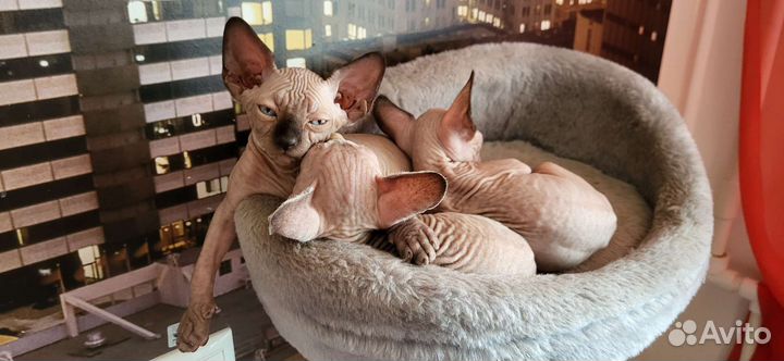 Канадский сфинкс котенок