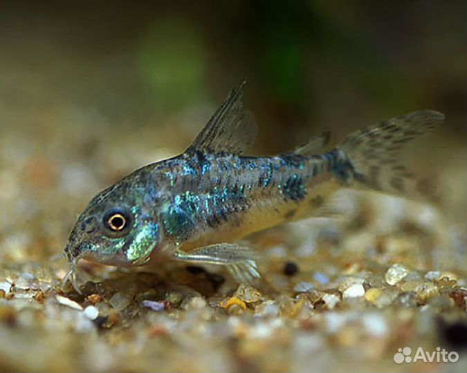 Аквариумные рыбки