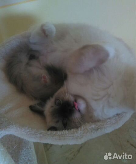 Регдолл элитные котята