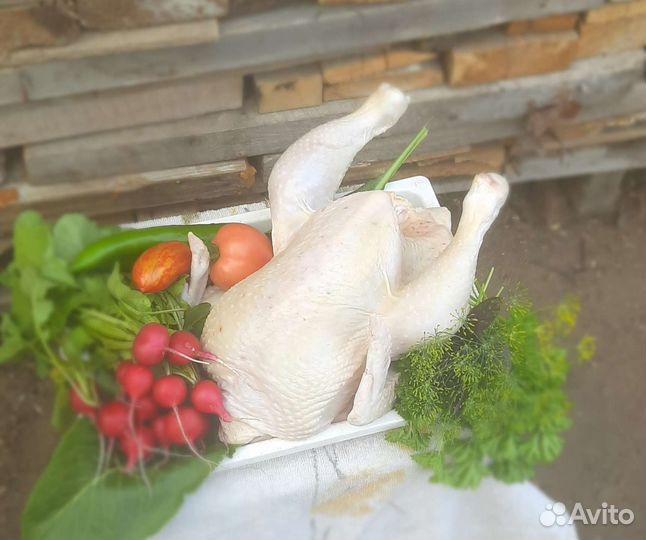Домашние куры бройлеры
