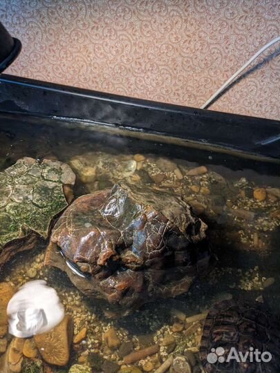 Симбирцит 12 кг. 600 гр