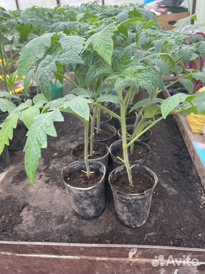 Рассада томатов Мохитос