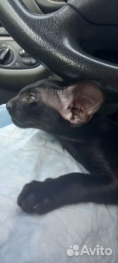 Зоотакси перевозка животных по России