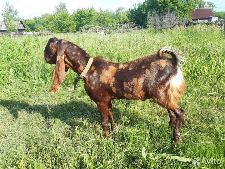 Козел Битал Камори, Козы нубийские