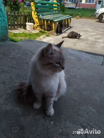 Котята в добрые руки бесплатно