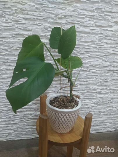 Монстера альба