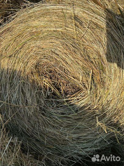 Сено в рулонах 2023