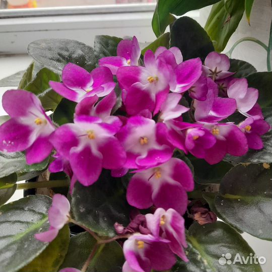 Фиалки, спатифиллум, герань