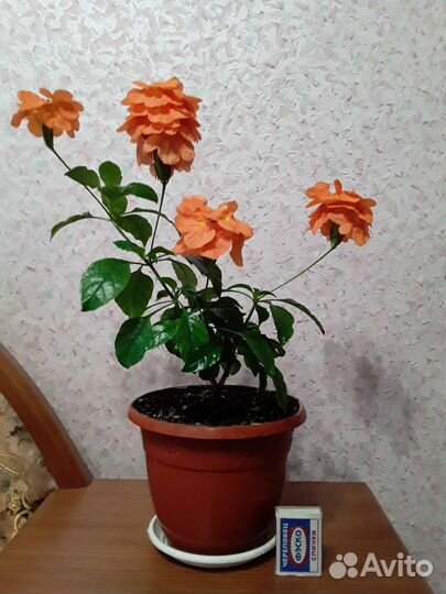 Спатифиллум,кроссандра