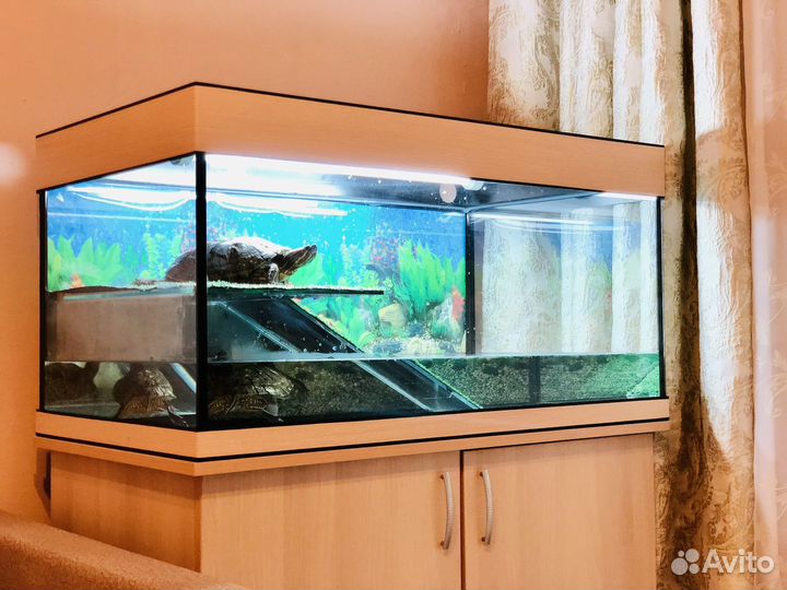 Красноухие черепахи