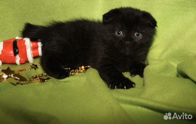 Шикарные чёрные вислоушки, мальчики и девочки