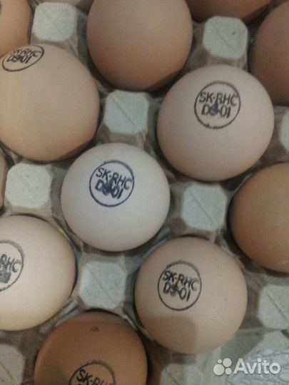 Инкубационное яйцо бройлера Кобб/Росс (Импорт)