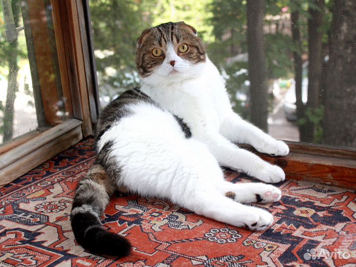 Вязка с вислоухим шотландцем