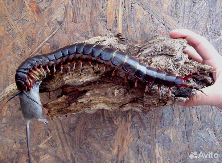 Уничтожение кротов, клещей, короеда, ос