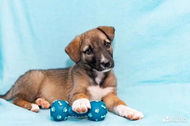 Ласковый, веселый щенок Крош в добрые руки