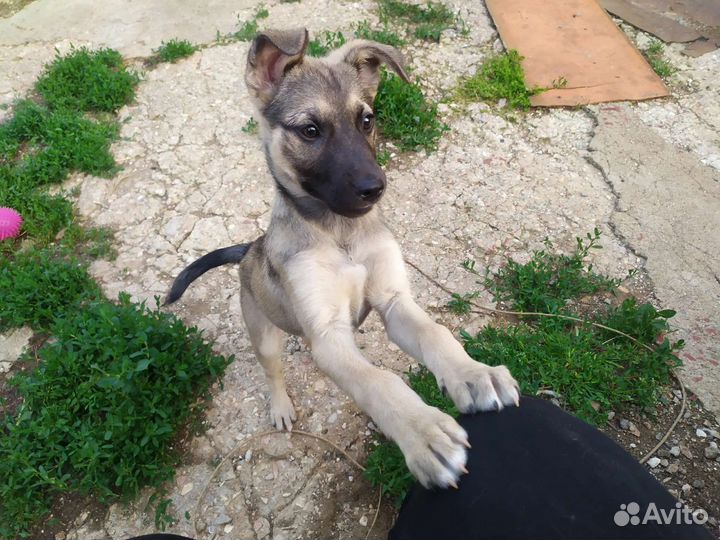 Мини овчарка в добрые руки