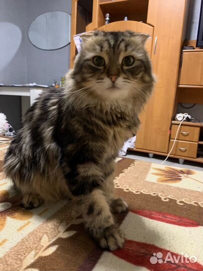 Кот для вязки