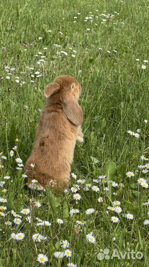 Кролики ручные