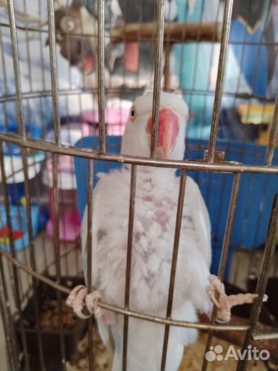 Ожереловый попугай (самка)