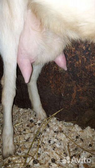 Коза козлята