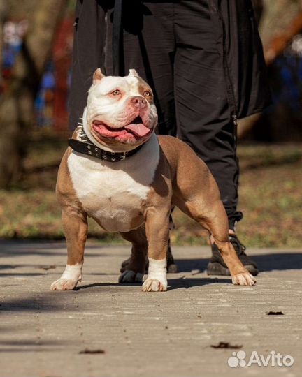 Американский булли tarus vincent vega
