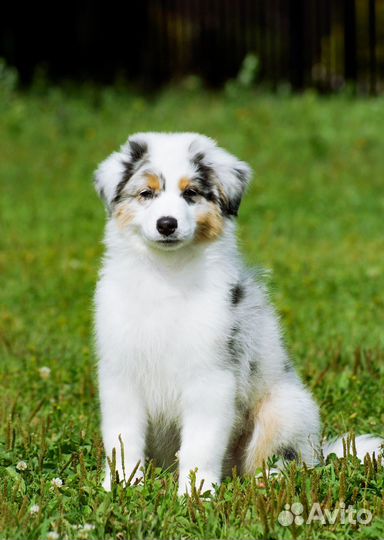 Австралийская овчарка (аусси)