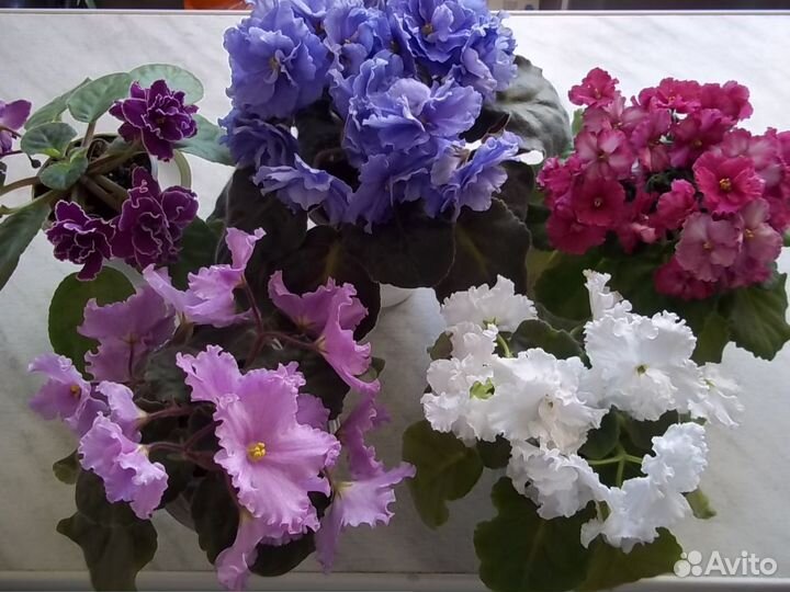 Сортовые фиалки