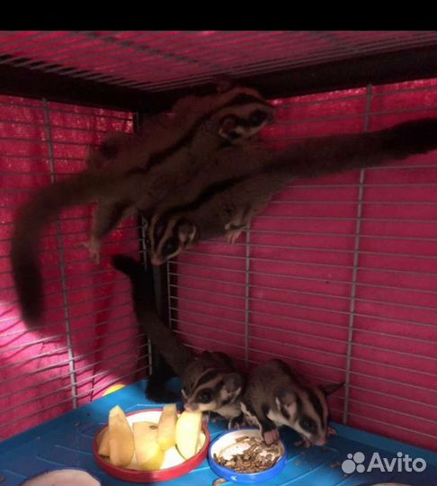 Белка летяга