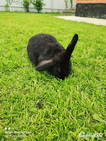 Вязка кроликов