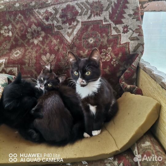 Кошки в добрые руки бесплатно