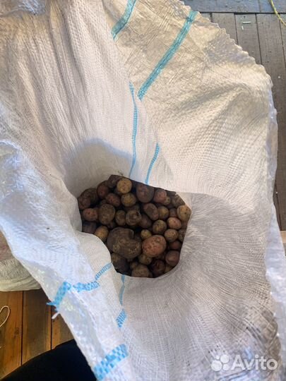 Мелкая картошка 9 ведер