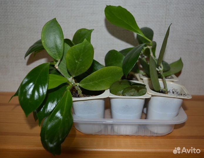 Хойя обскура (комнатное растение)