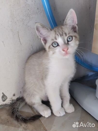 Котёнок с серо-голубыми глазами