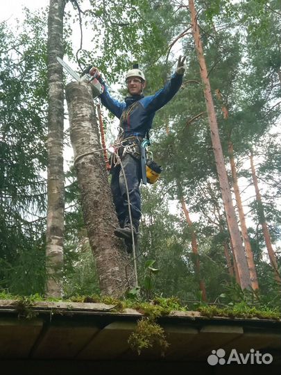 Спил, удаление деревьев по частям, удаление пней