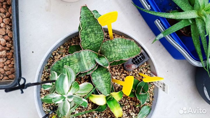 Сансевиерия Стар Грин Гранит