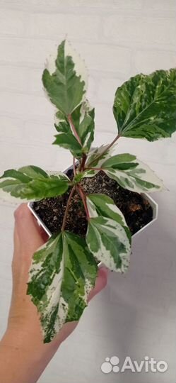 Гибискус или китайская роза пестролистный